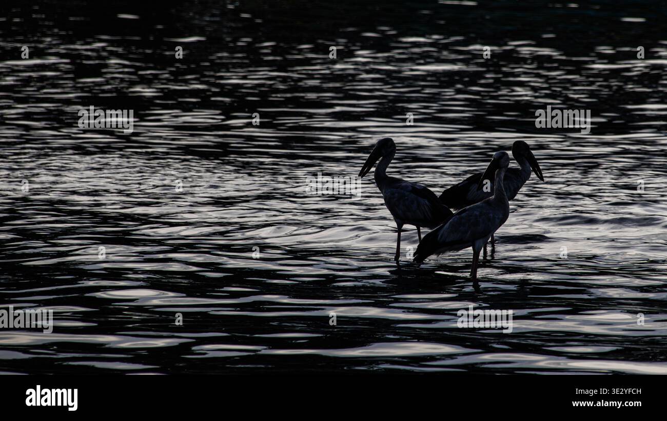 Trois cigognes à bec ouvert d'Asie (Anastomus oscitans) pataugeant dans une eau peu profonde, silhouettées contre une surface d'eau sombre et ondulée avec des reflets de lumière Banque D'Images