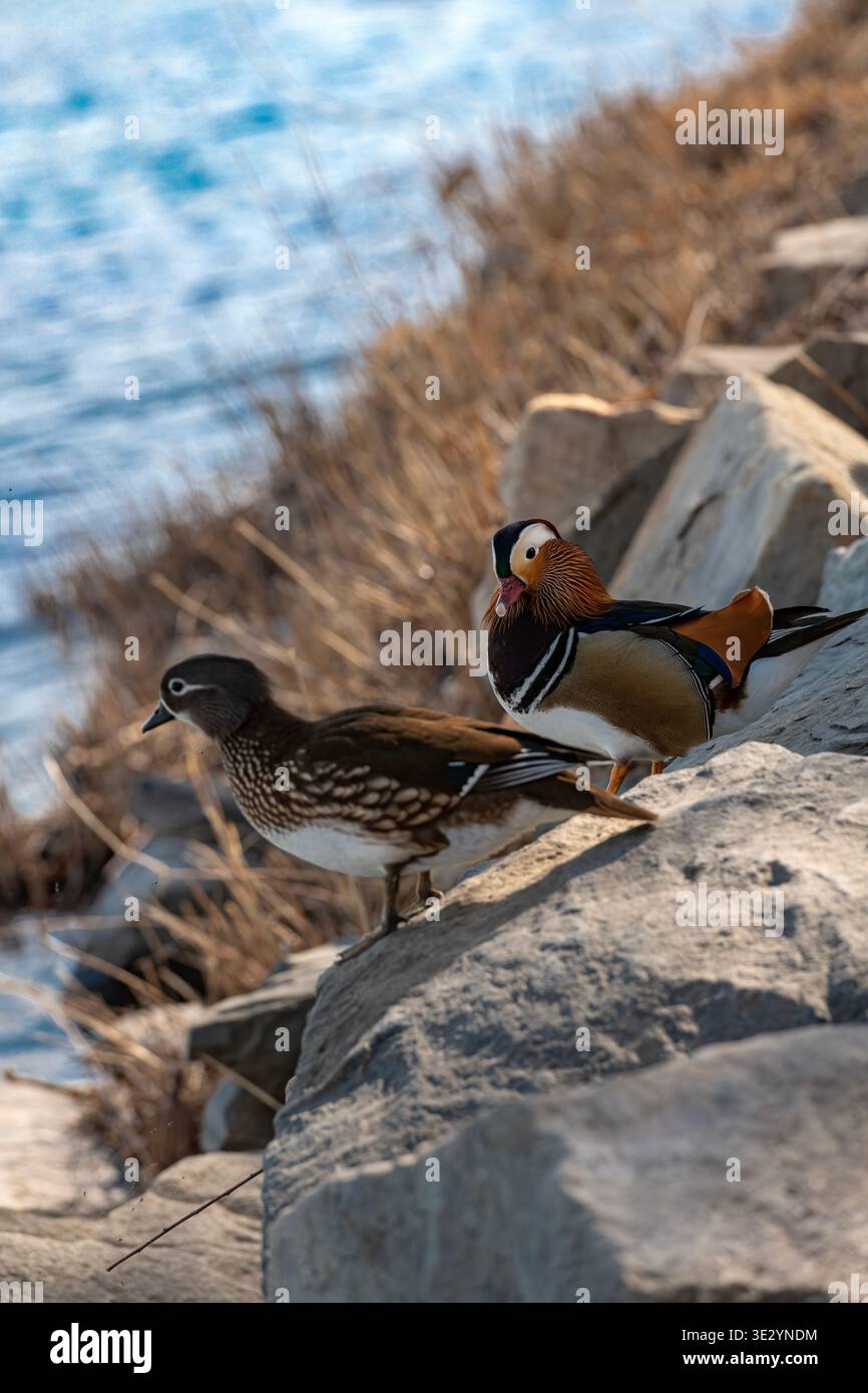 Pékin, Chine - 19 mars 2026 : une paire de canards mandarins perchés sur les rochers du rivage près du lac Kunming au Palais d'été. Banque D'Images