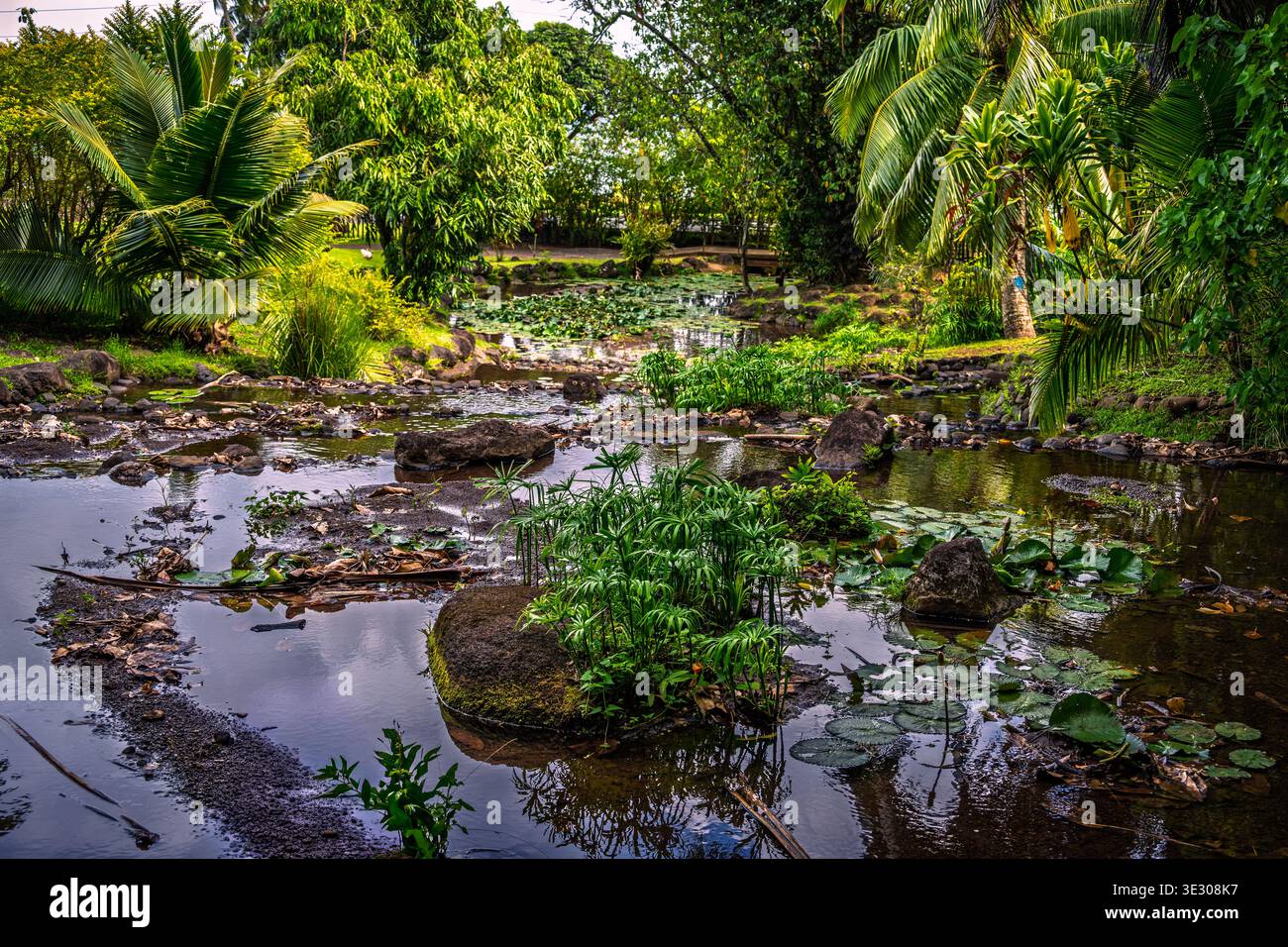 Un étang serein est entouré de plantes tropicales, créant une atmosphère paisible et accueillante Banque D'Images