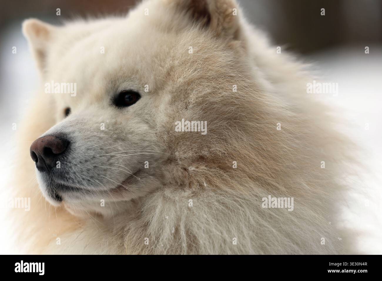 Gros plan Portrait d'un chien Samoyed blanc moelleux Banque D'Images