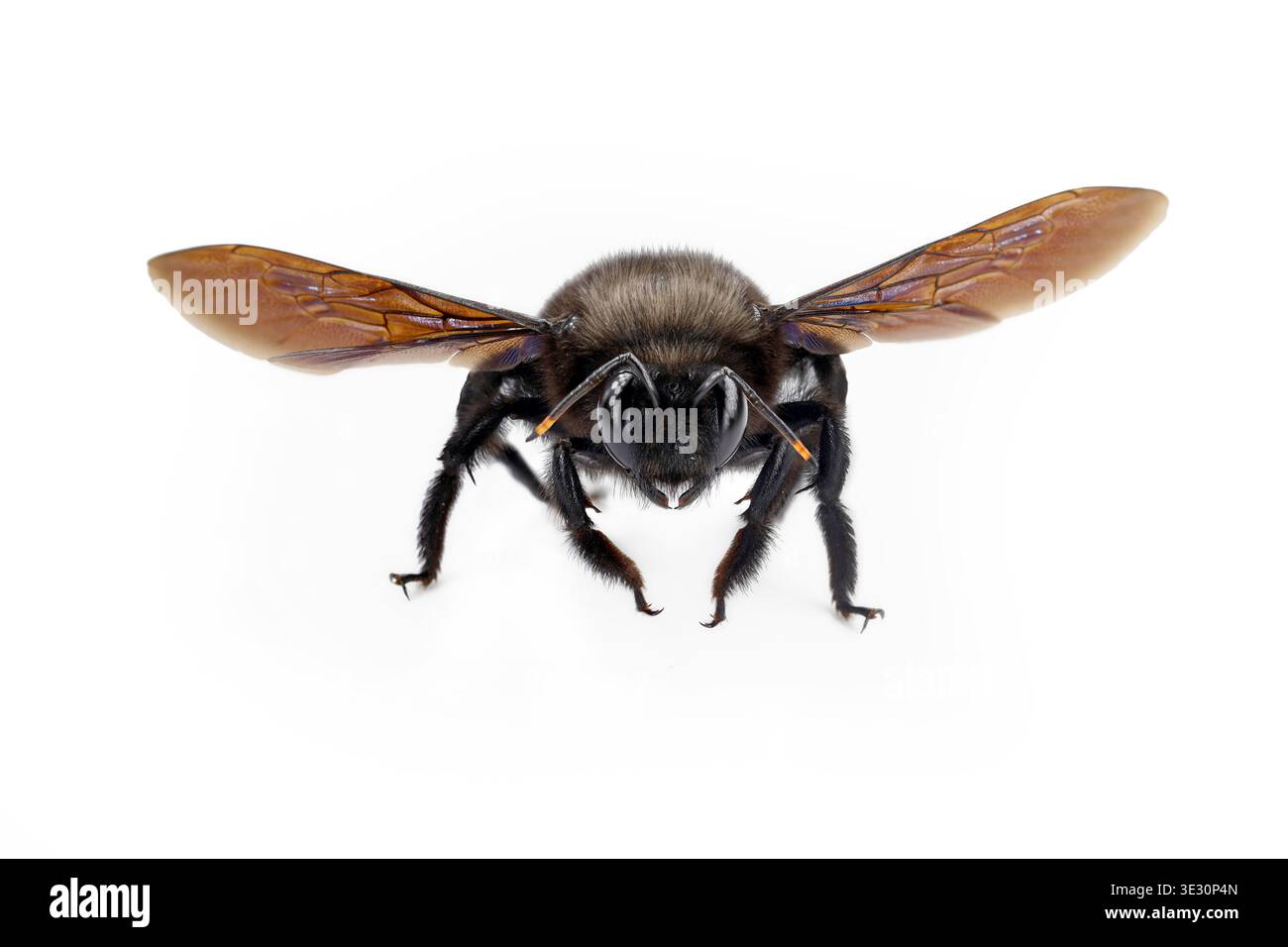 Vue de face d'une abeille menuisière violette, Xylocopa violacea isolée sur fond blanc, plan macro détaillé d'une abeille noire du genre Apidae Banque D'Images