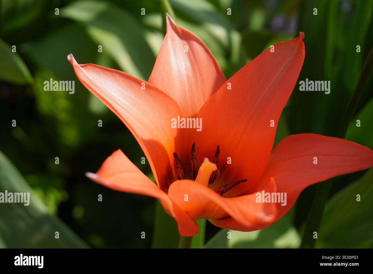 fleur de tulipe rouge en gros plan. belle fleur de jardin florissante printanière avec pétales rouges Banque D'Images