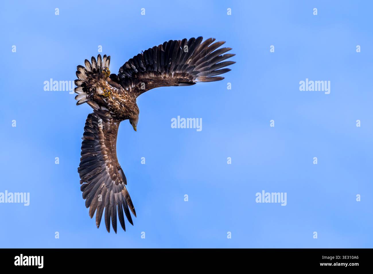 Jeune aigle à queue blanche / aigle de mer eurasien / erne (Haliaeetus albicilla) immature volant contre un ciel bleu au printemps Banque D'Images