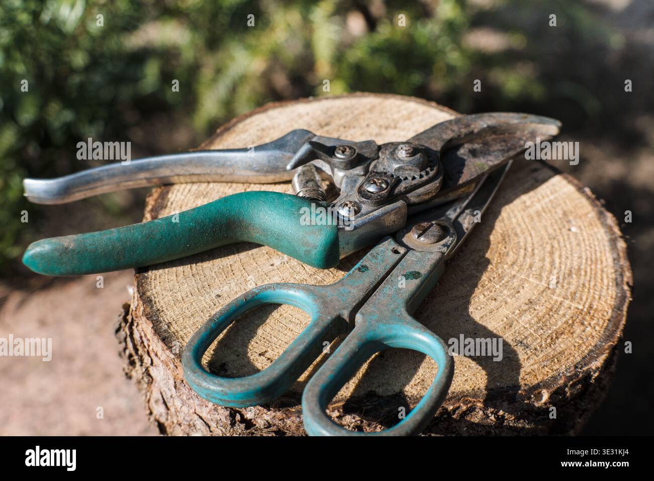 Outils de coupe de jardin, cisailles, sécateurs. Banque D'Images