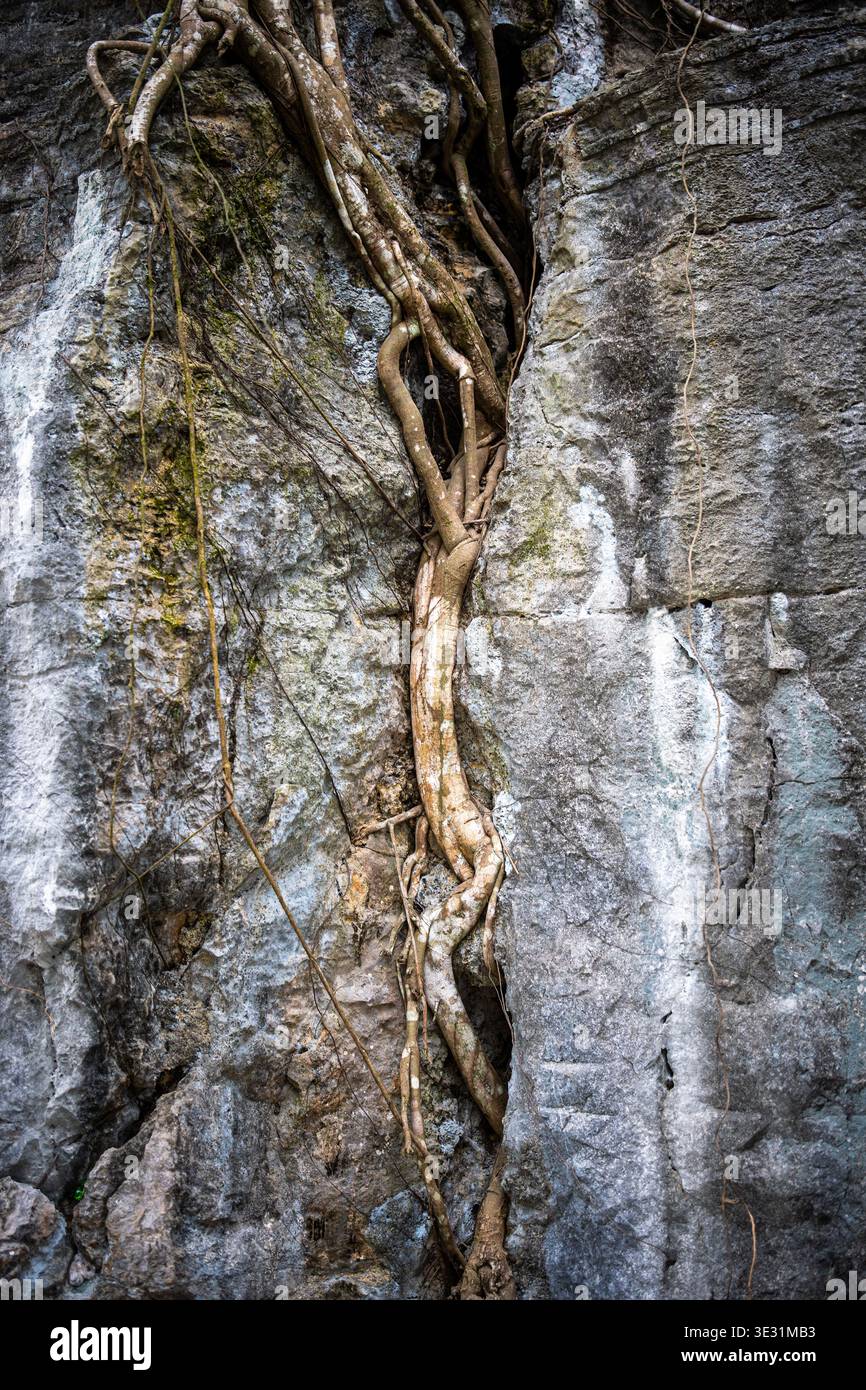 Les racines des arbres poussent à l'intérieur des roches, phénomène naturel où les arbres avec des racines exposées poussent sur des pierres. Banque D'Images