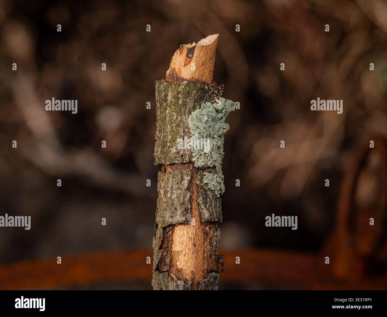 Macro gros plan de souche de branche d'arbre coupée avec lichen bleu pâle sur écorce texturée rugueuse et bois frais exposé Banque D'Images