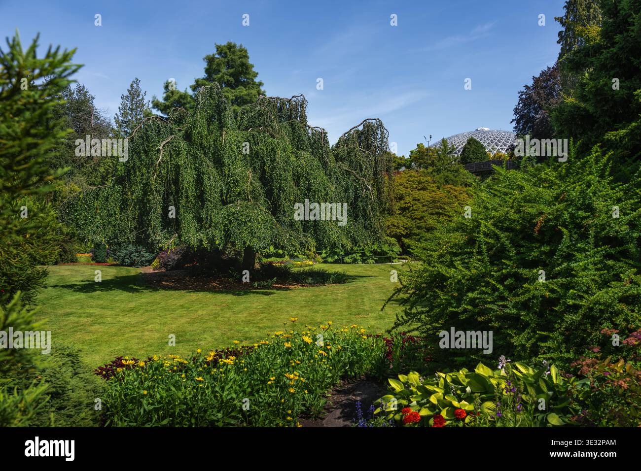 Jardins de carrière et hêtre pleuvant au parc Queen Elizabeth - Vancouver, Colombie-Britannique, Canada Banque D'Images
