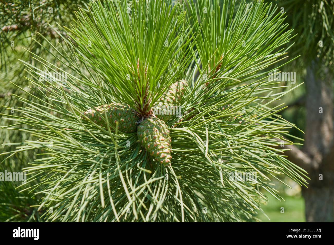 Gros plan des pommes de pin vertes et des aiguilles sur la branche de conifère. Texture botanique naturelle avec une croissance fraîche dans un environnement extérieur Banque D'Images