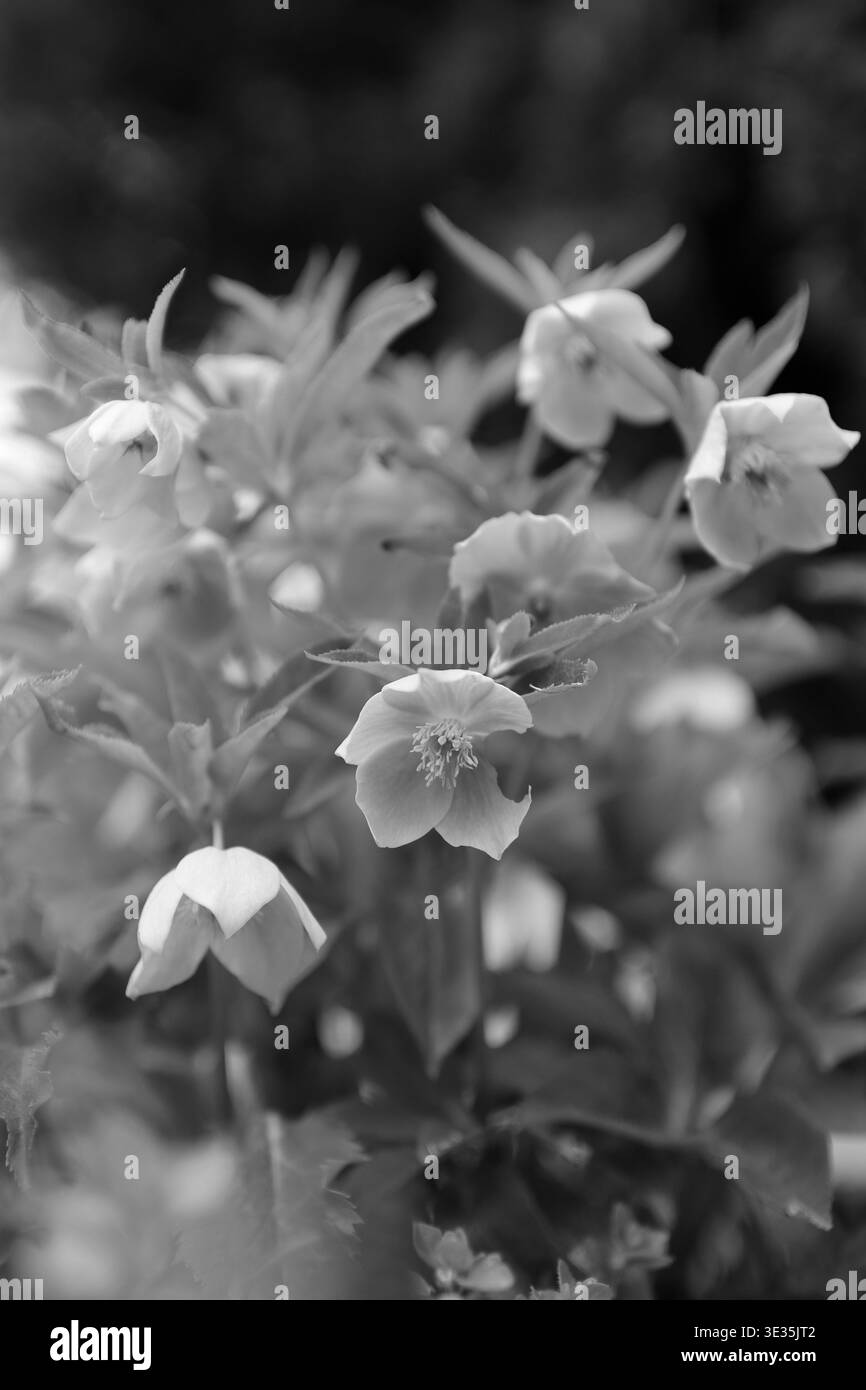Fleurs en fleurs au début du printemps dans le jardin. C'est beau. Banque D'Images