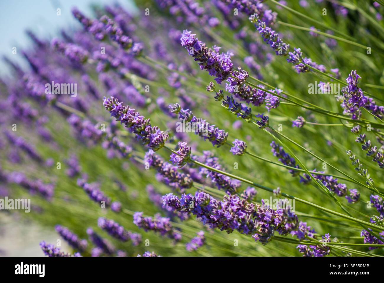 Lavande fleurie avec fond flou. Champ floral violet, texture naturelle pour le bien-être, l'aromathérapie et les concepts naturels Banque D'Images