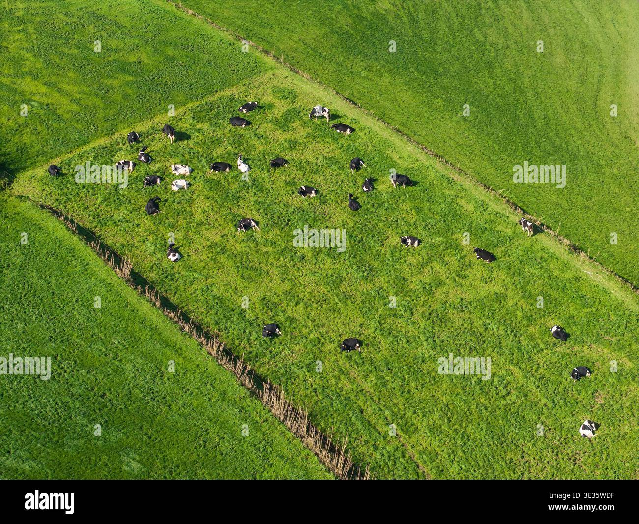 Vue aérienne des vaches qui paissent sur les champs verdoyants de l'île de Sao Miguel, aux Açores Banque D'Images