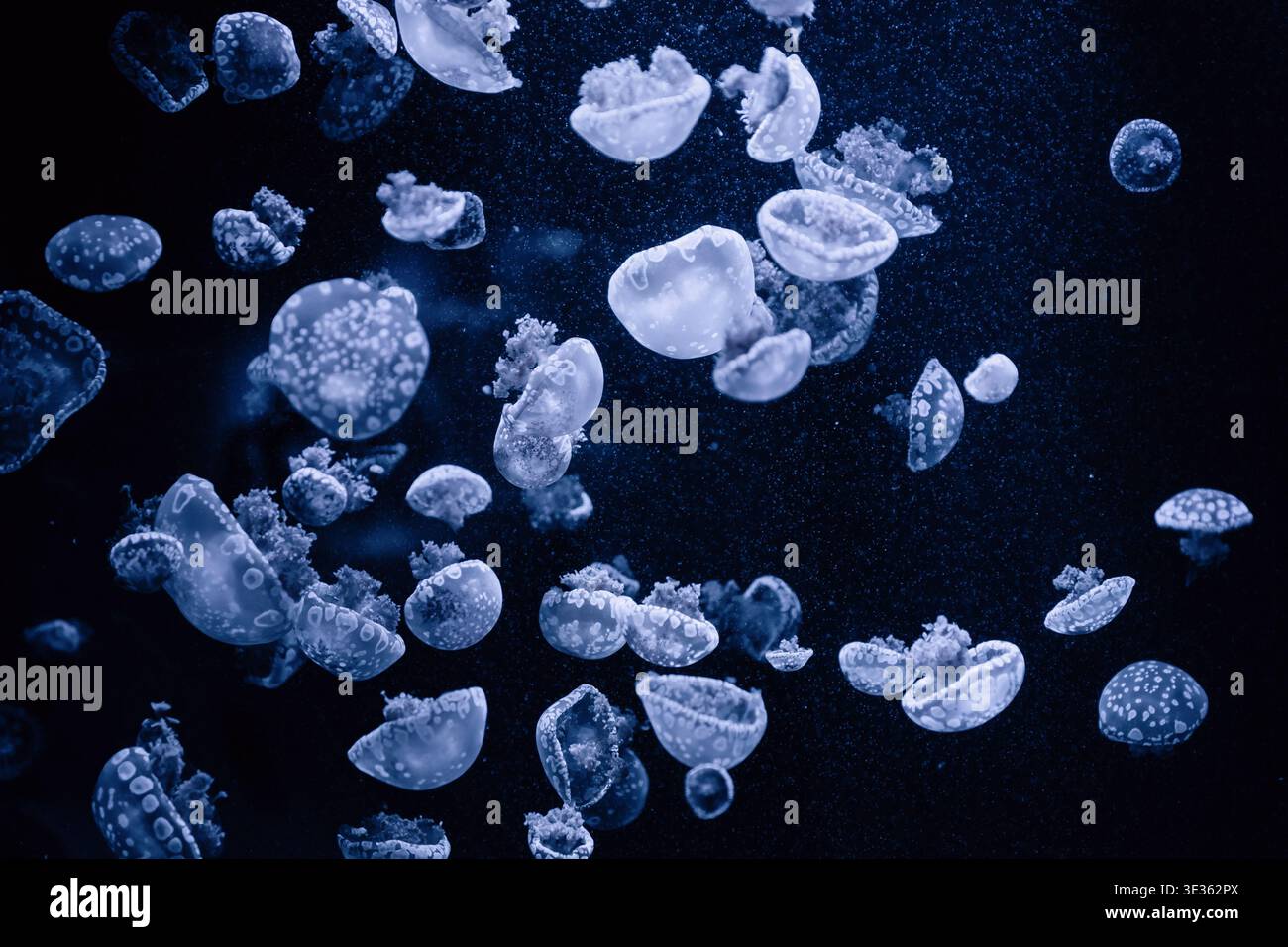 Essaim de méduses tachetées dans l'eau bleu profond. Un grand groupe de méduses Mastigias papua nageant dans l'eau sombre. Fond abstrait monochromatique. Banque D'Images