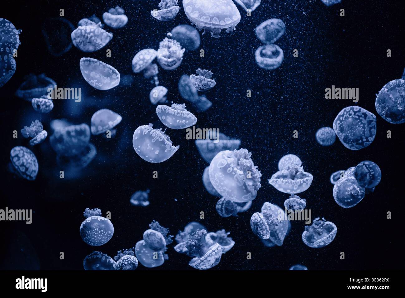 Essaim de méduses tachetées dans l'eau bleu profond. Un grand groupe de méduses Mastigias papua nageant dans l'eau sombre. Fond abstrait monochromatique. Banque D'Images