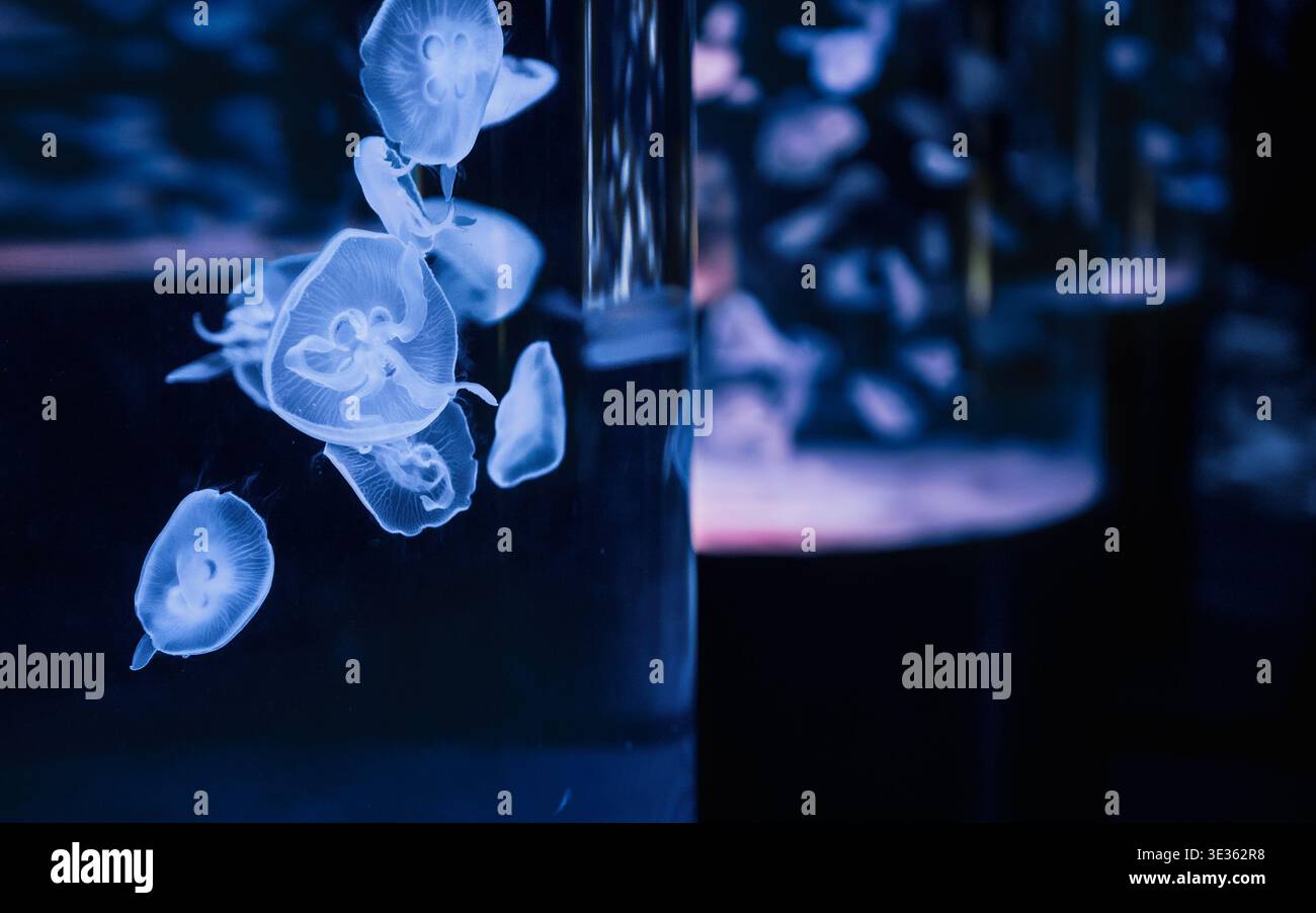Moon Jellyfish nageant dans un aquarium éclairé. Méduse Aurelia aurita translucide dérivant dans un aquarium cylindrique, plusieurs bassins à poissons dans le dos. Banque D'Images