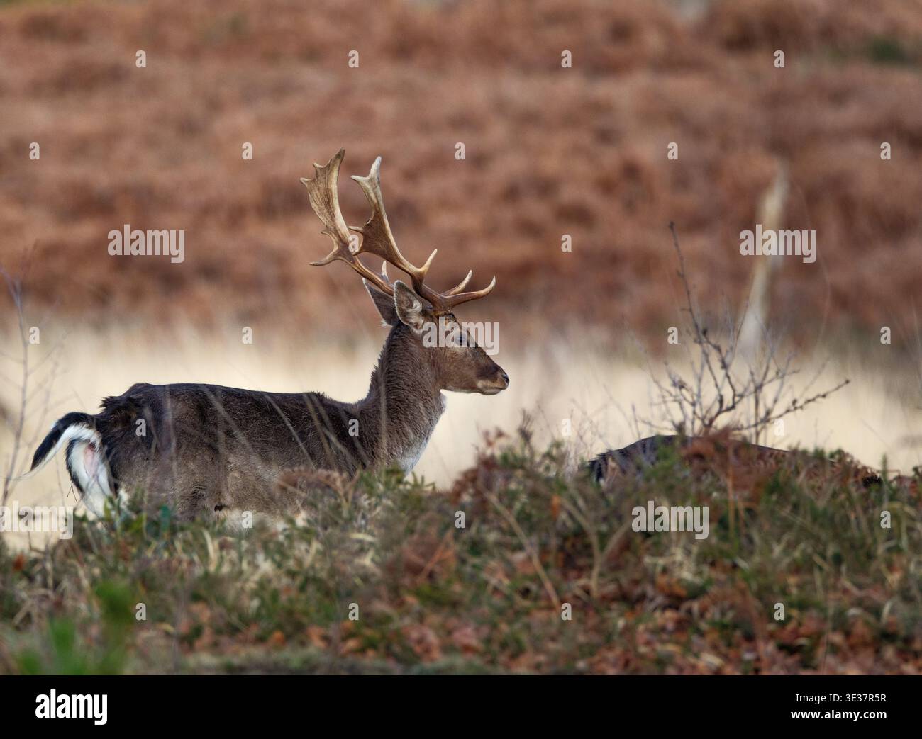 Un ensemble d'images d'un groupe de cerfs en jachère mâles sauvages reposant dans la zone de landes de la nouvelle forêt avec de grands bois. Banque D'Images
