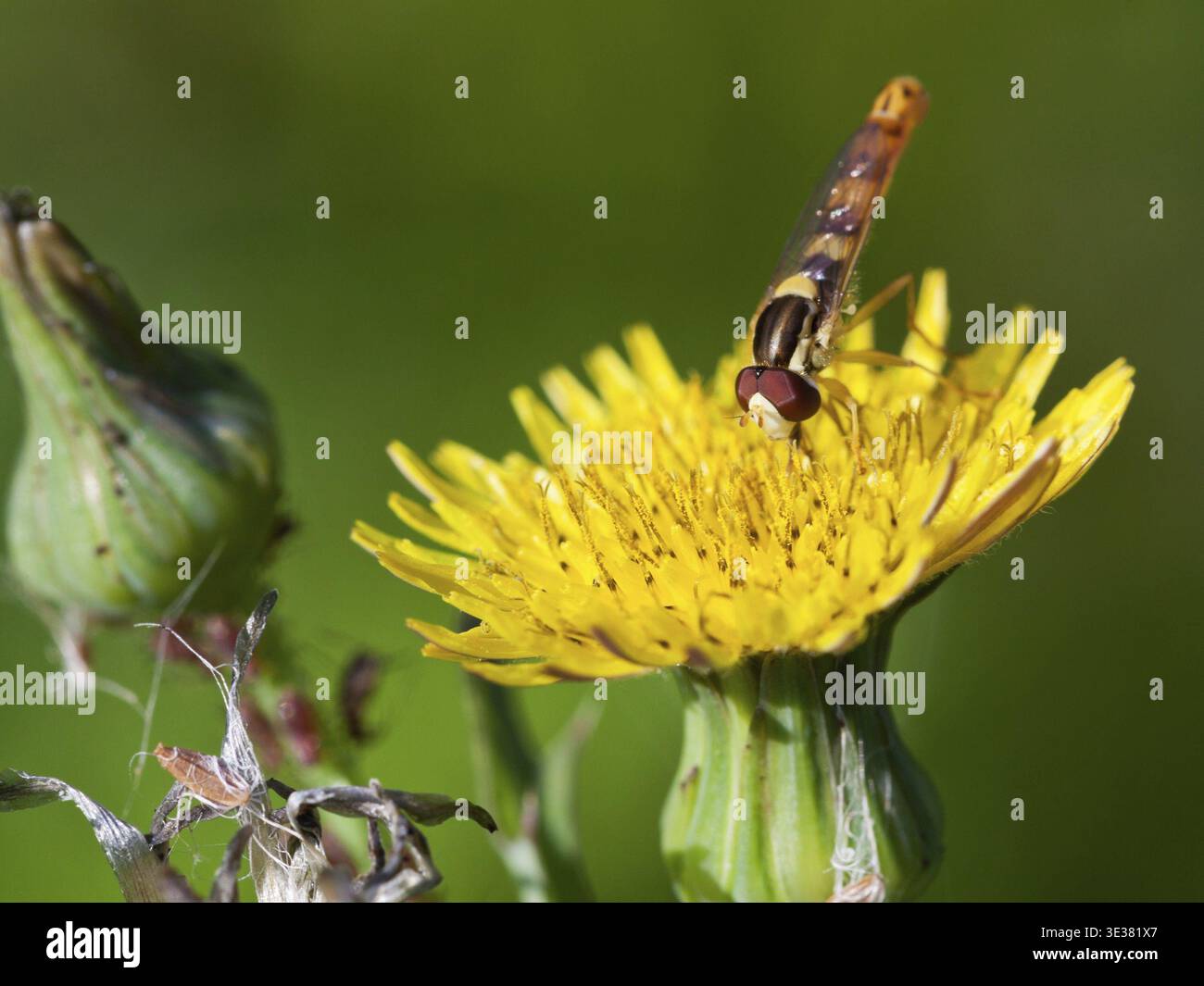 Hoverfly sphaerophoria scripta mangeant du pollen sur la fleur jaune de Sonchus close up Banque D'Images