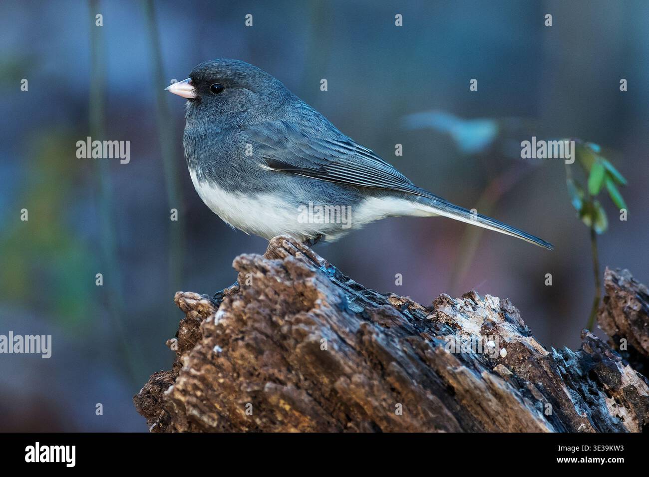 Portrait Junco couleur ardoise Banque D'Images