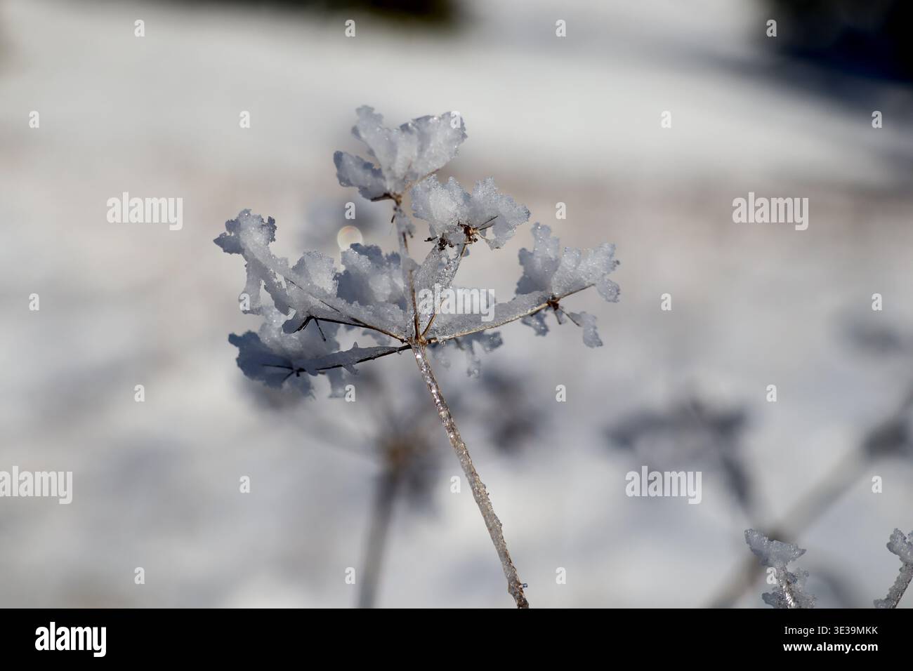 Le gel délicat recouvre la structure ramifiée d'une petite plante. La neige molle s'accroche à chaque feuille et tige. L'air froid suspend la beauté tranquille de l'hiver Banque D'Images