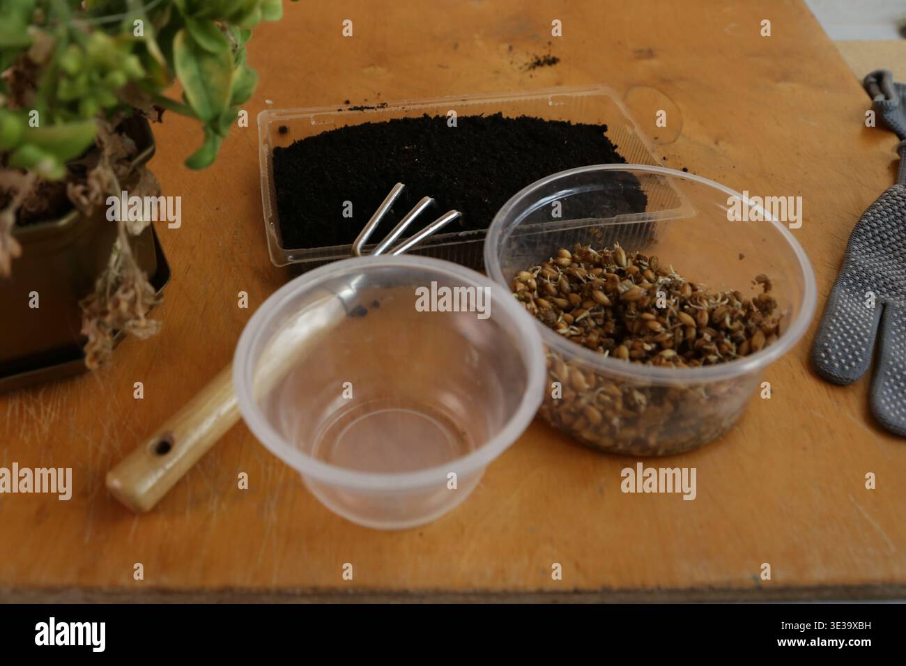 Les graines sont placées dans une tasse claire à côté du terreau sur une table en bois. De petits outils de jardinage se trouvent à proximité, prêts pour la plantation. La scène est simple et axée sur le jardinage Banque D'Images