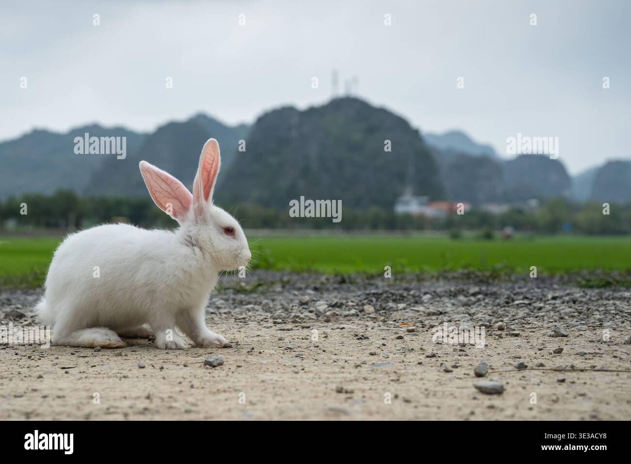 Petit lapin blanc en liberté dans la campagne explorant la nature, assis sur la route du village. Banque D'Images