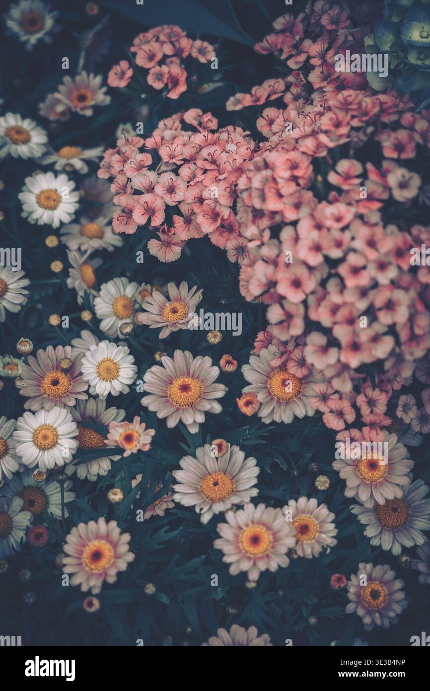 Une photographie rapprochée d'un amas dense de fleurs sauvages sur un fond naturel sombre, mettant en vedette des marguerites à différents stades de floraison et de couleurs chaudes Banque D'Images