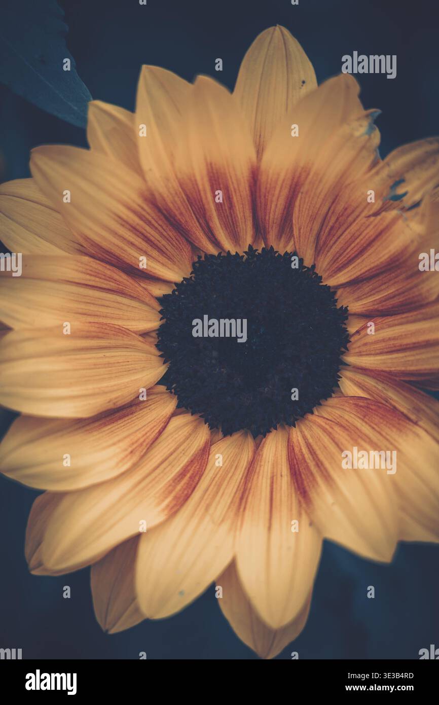 Une photo en gros plan d'un tournesol vu du haut vers le bas, mettant en valeur des détails complexes et des variations naturelles. Banque D'Images