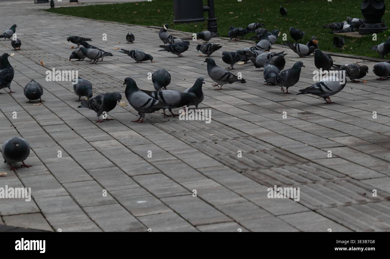 Pigeons mangeant de la chapelure dans un parc. Banque D'Images