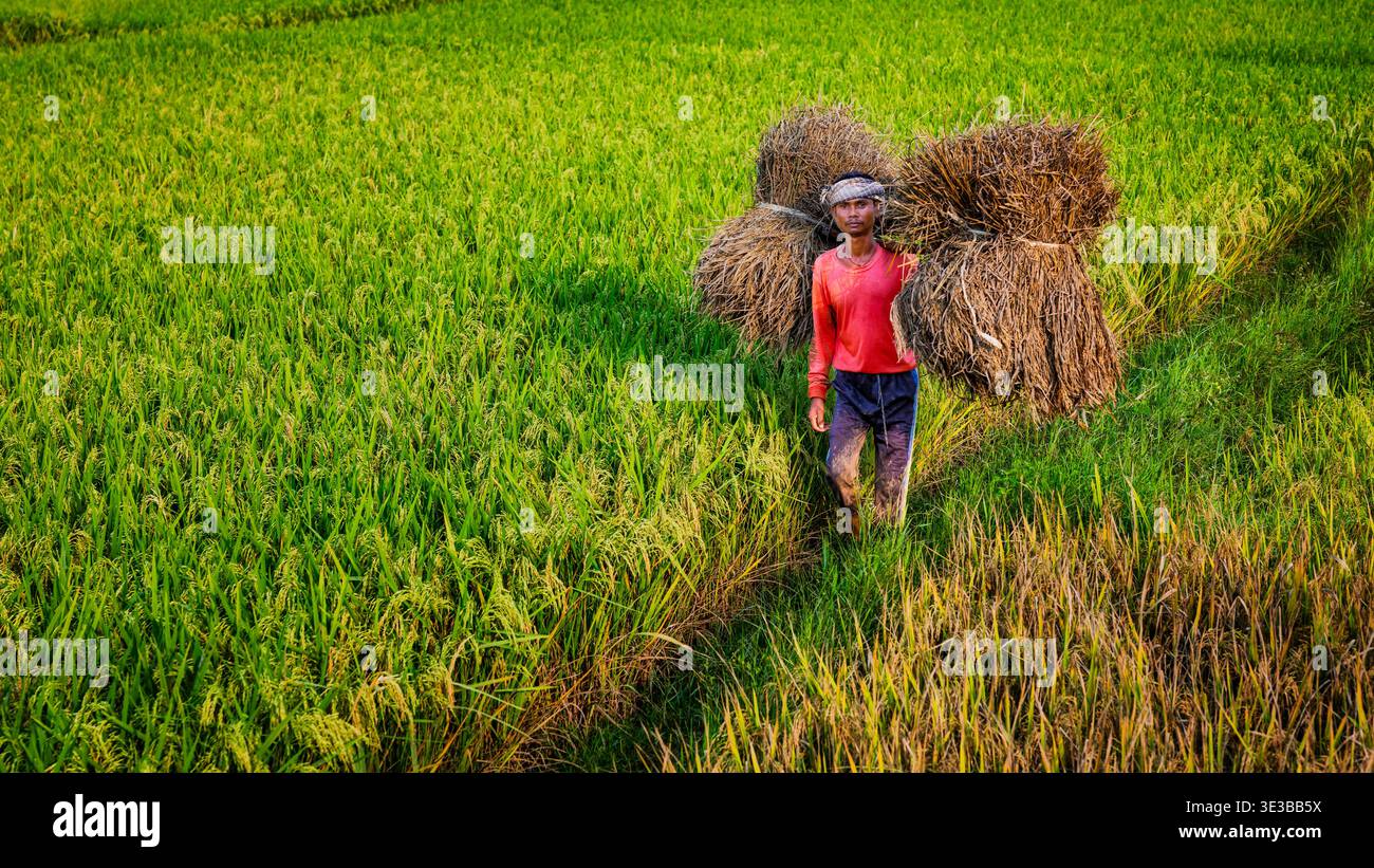 Homme portant du riz fraîchement récolté à travers des champs verts, Odisha, Inde Banque D'Images