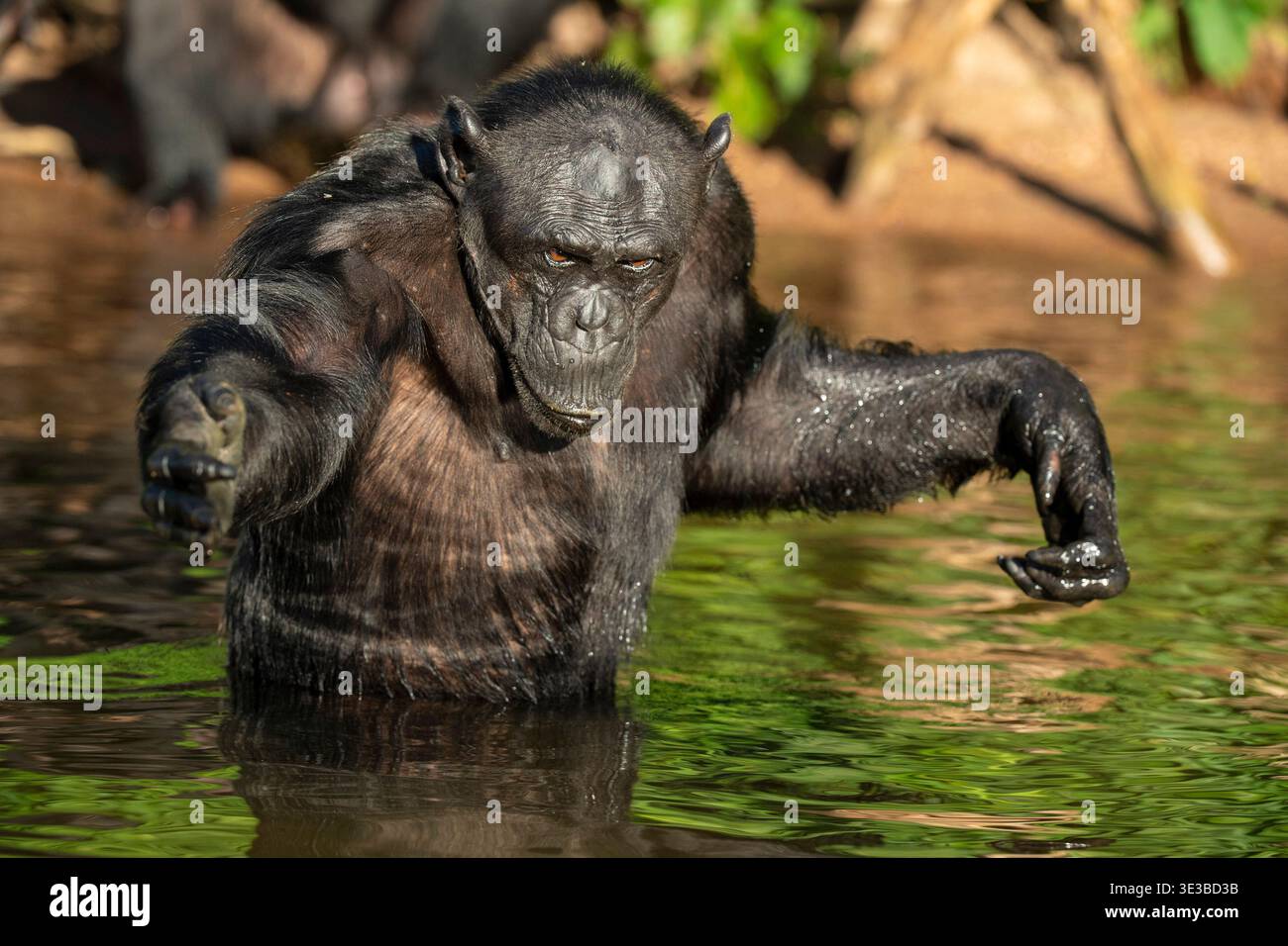 Chimpanzé pataugant dans l'eau, Pan troglodytes, Sanctuaire des chimpanzés de l'île de Ngamba, Ouganda Banque D'Images