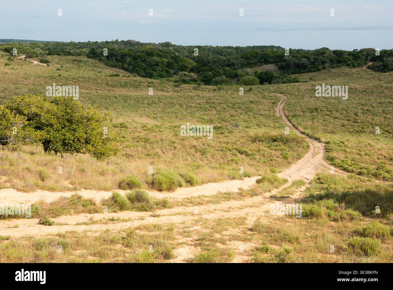 Piste 4x4 Sandy dans le parc national de Maputo, Mozambique Banque D'Images