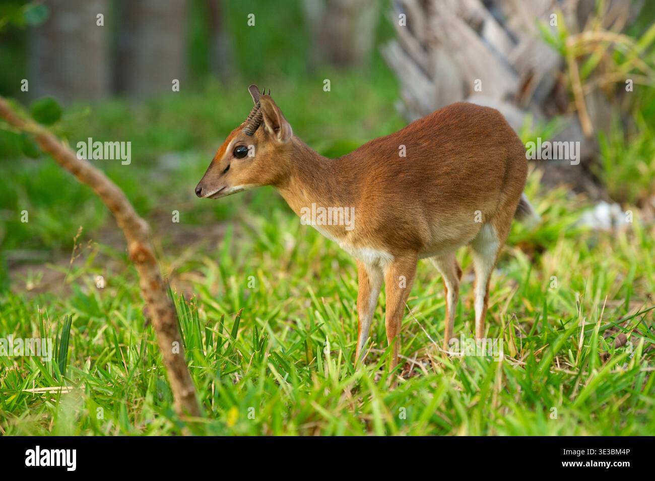 Suni, Nesotragus moschatus, île de Bazaruto, Mozambique Banque D'Images