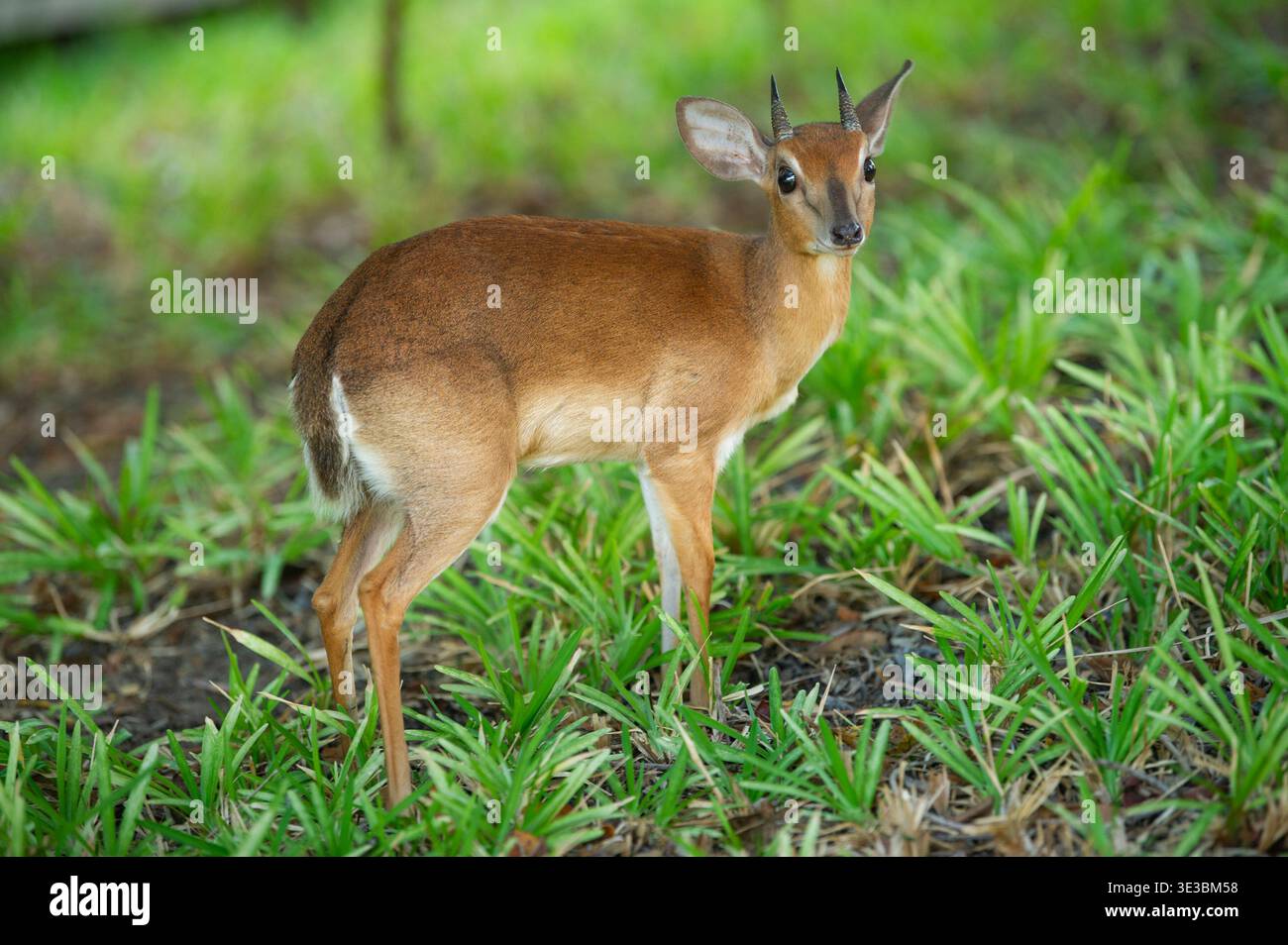 Suni, Nesotragus moschatus, île de Benguerra, archipel de Bazaruto, Mozambique Banque D'Images