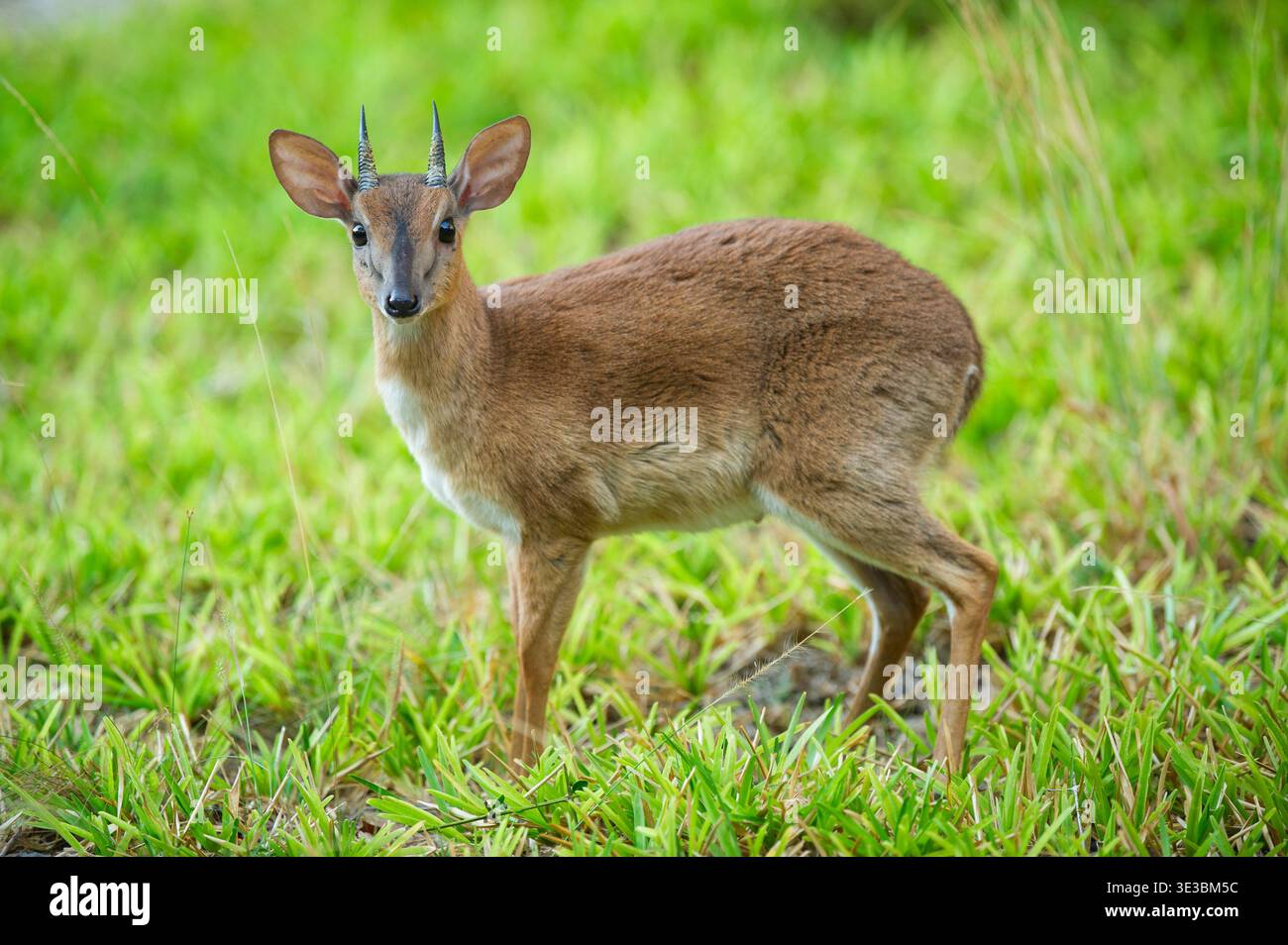 Suni, Nesotragus moschatus, île de Benguerra, archipel de Bazaruto, Mozambique Banque D'Images
