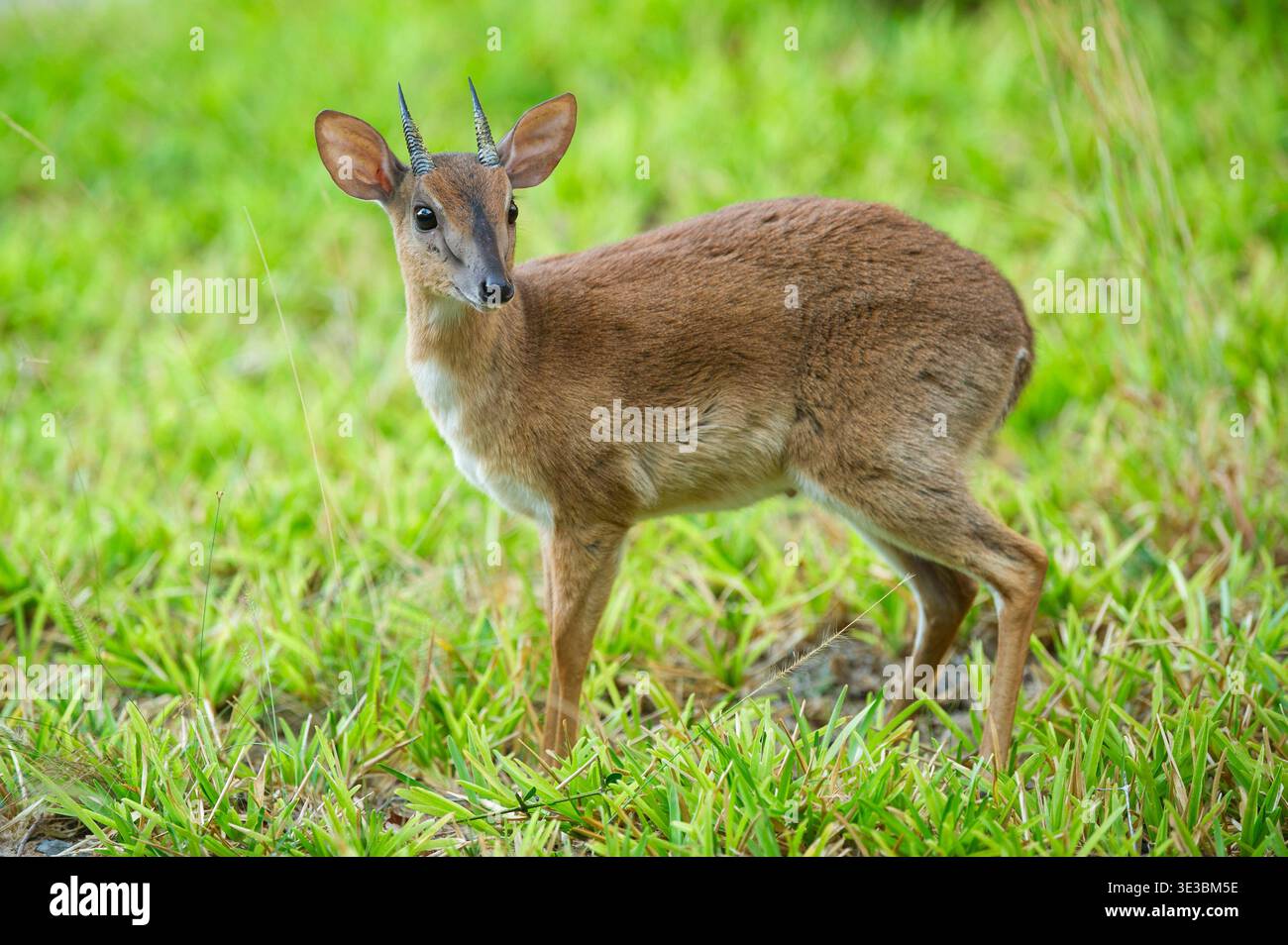 Suni, Nesotragus moschatus, île de Benguerra, archipel de Bazaruto, Mozambique Banque D'Images