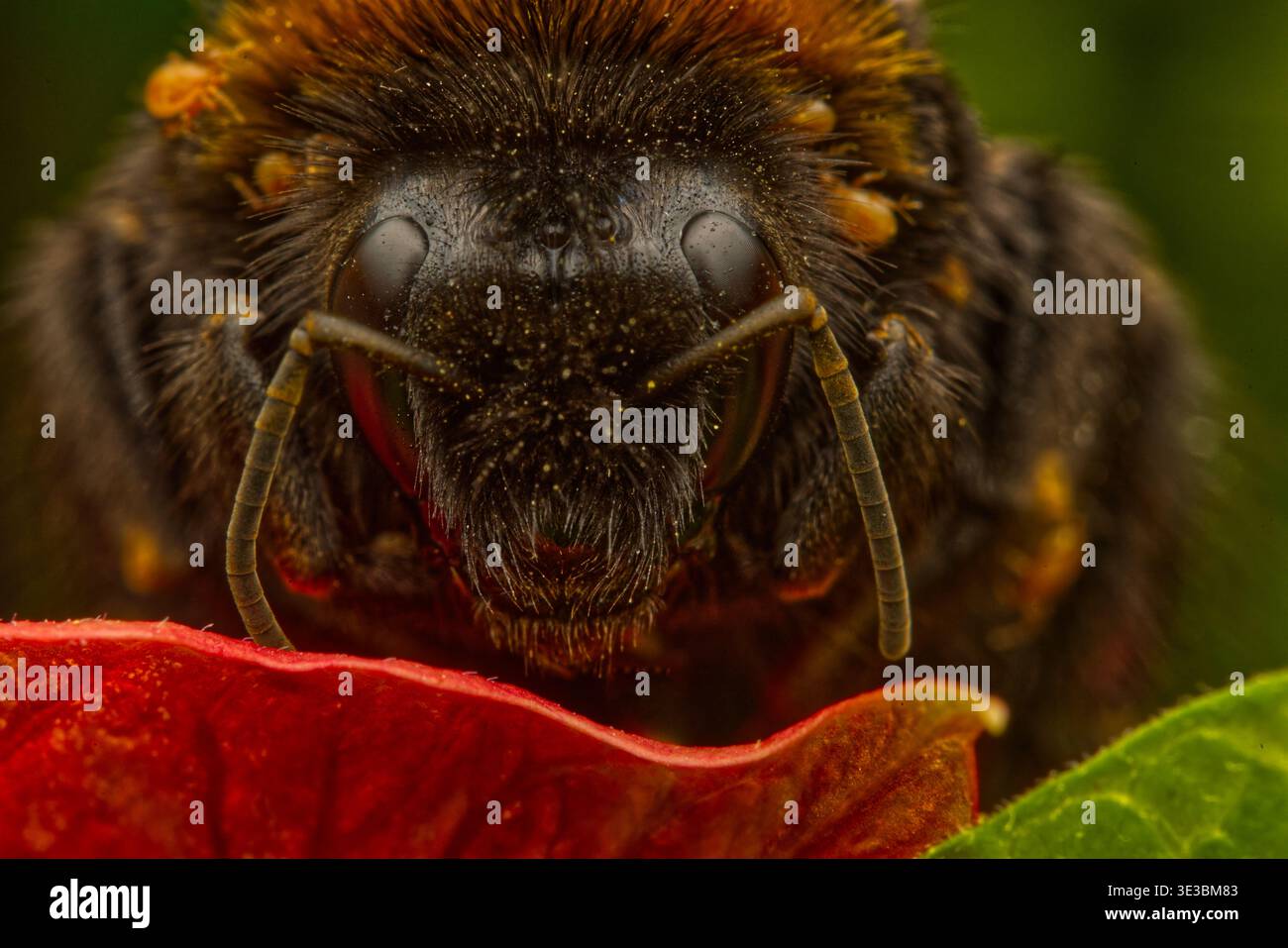 Macro photo d'un bourdon avec beaucoup d'acariens jaunes sur tout le corps assis sur une plante avec des feuilles vertes et rouges Banque D'Images