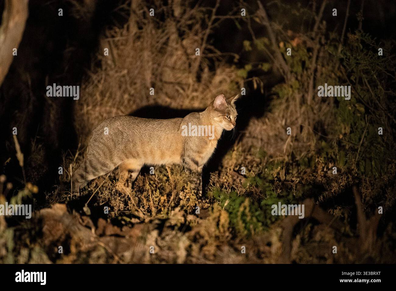 Chat sauvage africain, Felis lybica, réserve de gibier de Madikwe, Afrique du Sud Banque D'Images