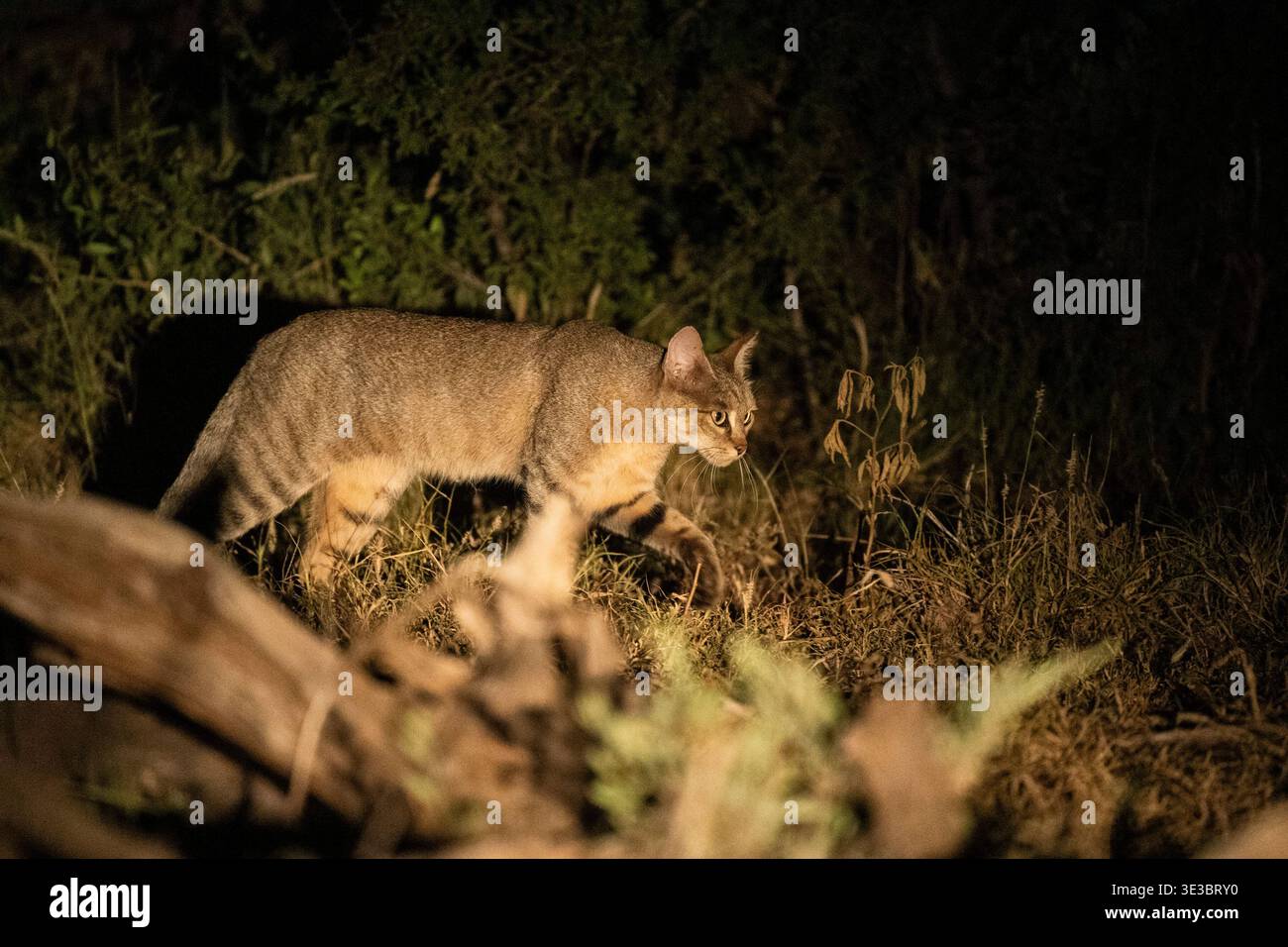Chat sauvage africain, Felis lybica, réserve de gibier de Madikwe, Afrique du Sud Banque D'Images