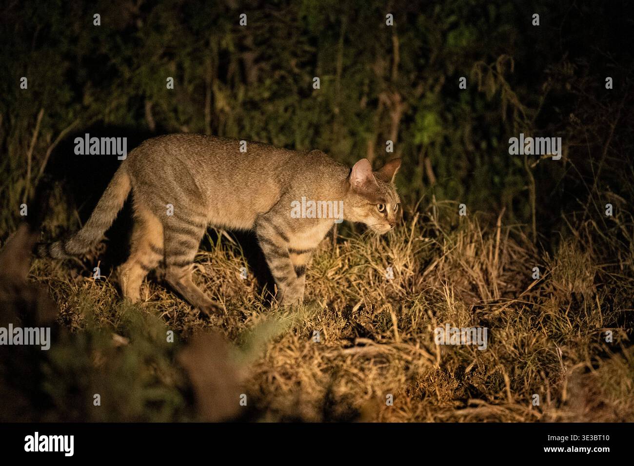 Chat sauvage africain, Felis lybica, réserve de gibier de Madikwe, Afrique du Sud Banque D'Images