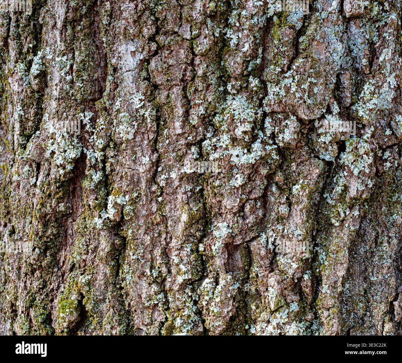 Gros plan d'écorce d'arbre rugueuse recouverte de mousse verte et de lichen pâle, montrant des textures naturelles riches et des motifs organiques. Idéal pour les milieux naturels, Banque D'Images