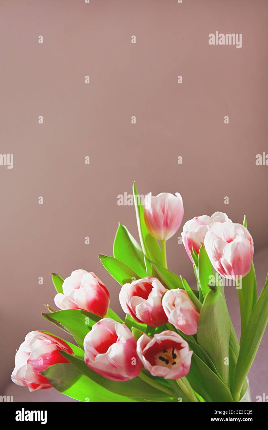 Un bouquet de tulipes roses et blanches sur fond rose avec un espace vide pour le texte Banque D'Images