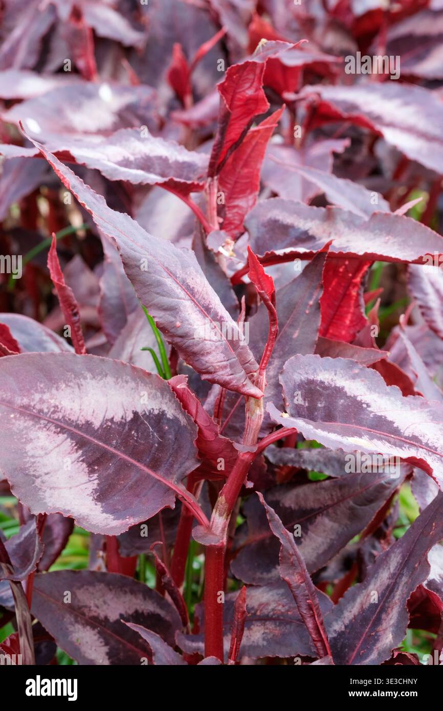 Persicaria microcephala Red Dragon, nouée Red Dragon, en forme de lance, feuillage vert violacé. Éclaboussure violette centrale, entourée d'argent, Banque D'Images