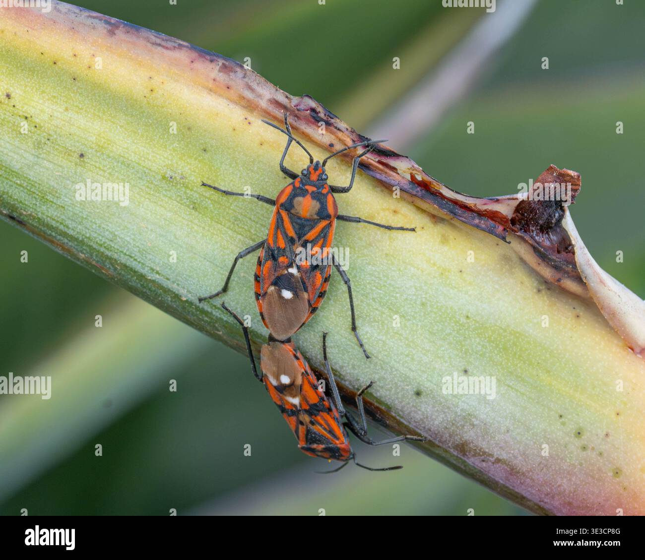 Shield Bugs appariement dans la nature en bonne qualité. Photo de haute qualité Banque D'Images