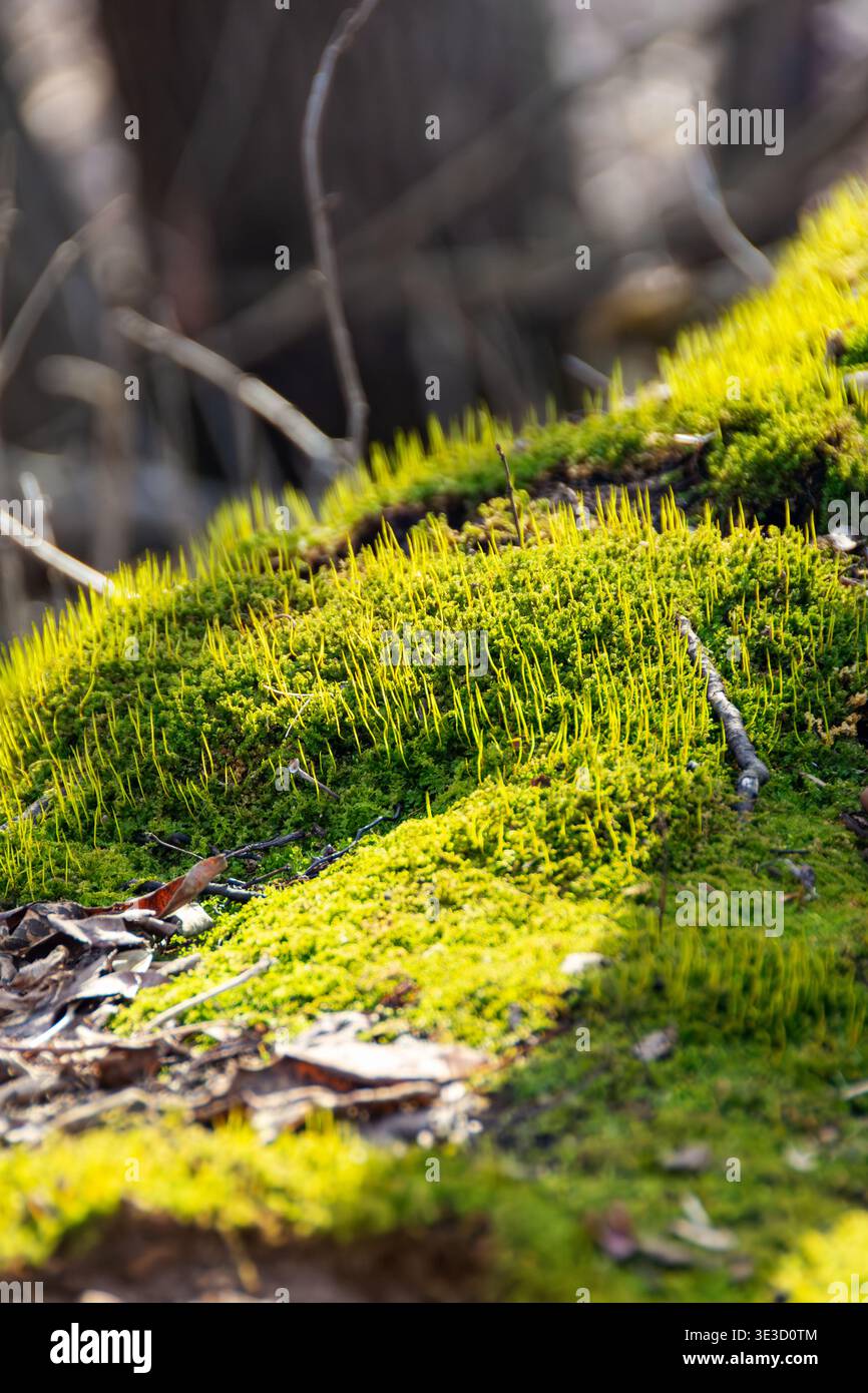 Une vue latérale à angle bas de mousse verte vibrante (Bryophyta) avec de hautes tiges jaune-vert s'élevant d'un sol forestier au début du mois de mars. Banque D'Images