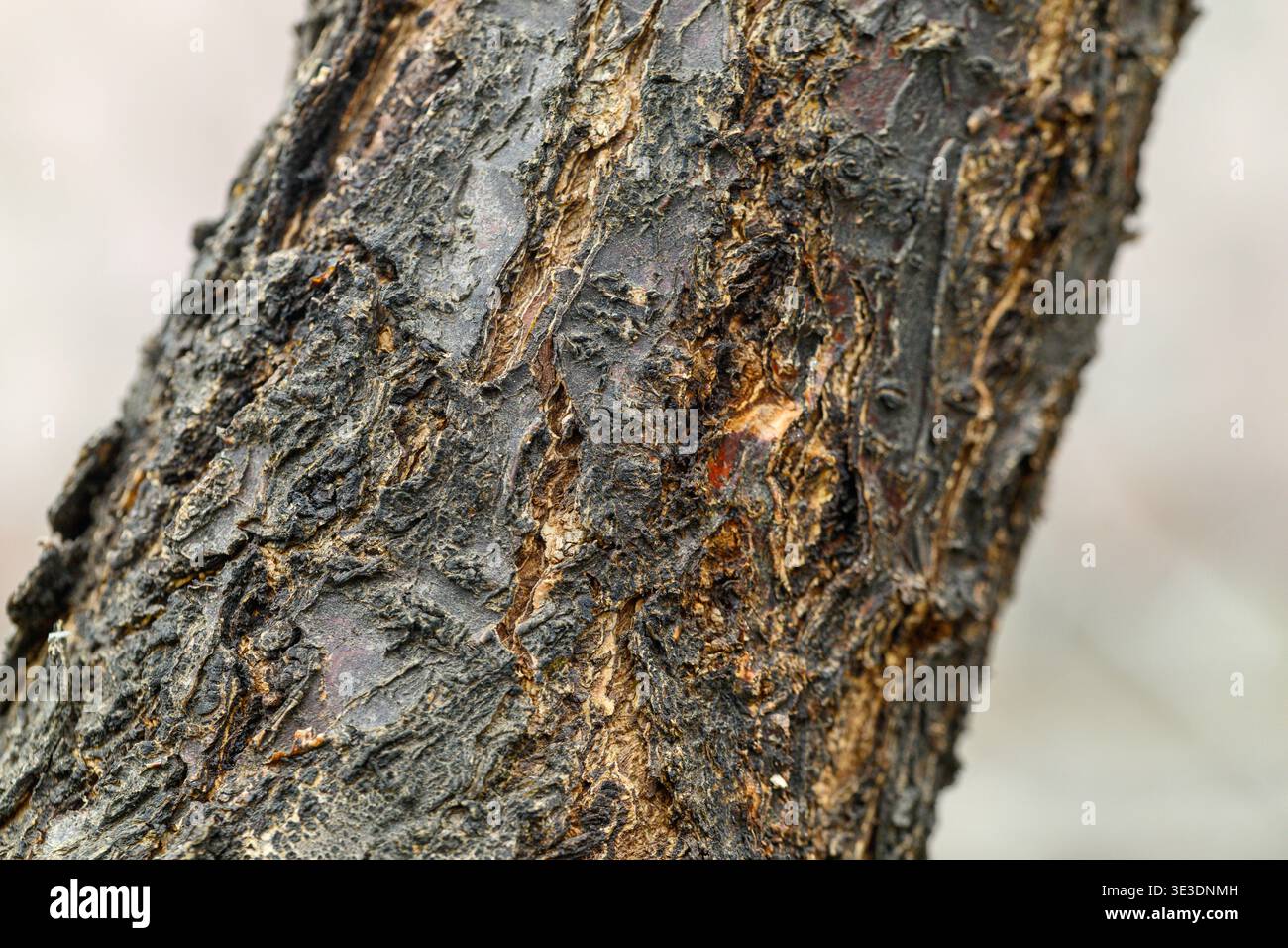 Gros plan d'écorce d'arbre rugueuse et texturée avec des rainures profondes et une surface altérée. Les détails montrent des fissures naturelles et des motifs de pourriture en couches. Idéal pour na Banque D'Images