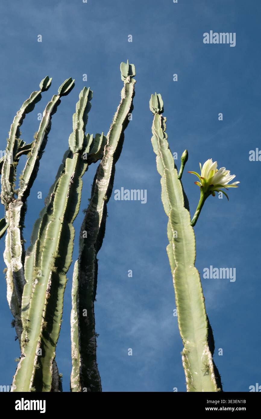 San Pedro cactus floraison avec grande fleur blanche dans le jardin d'été Banque D'Images
