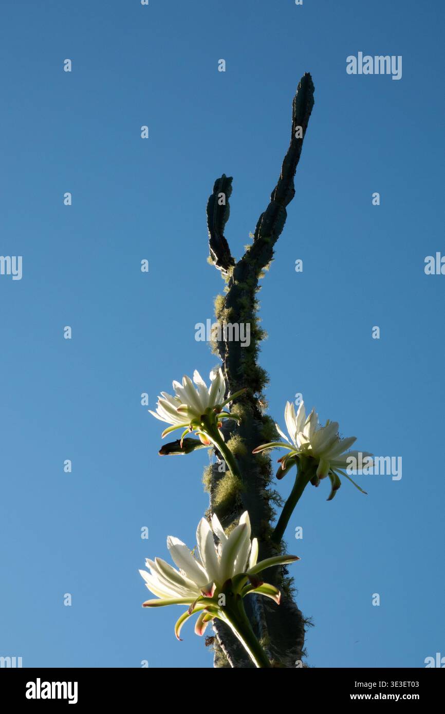 San Pedro cactus floraison avec grande fleur blanche dans le jardin d'été Banque D'Images
