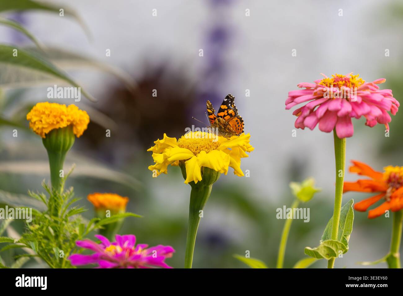 Papillon peint dame sur une fleur dans un jardin de Californie du Sud Banque D'Images