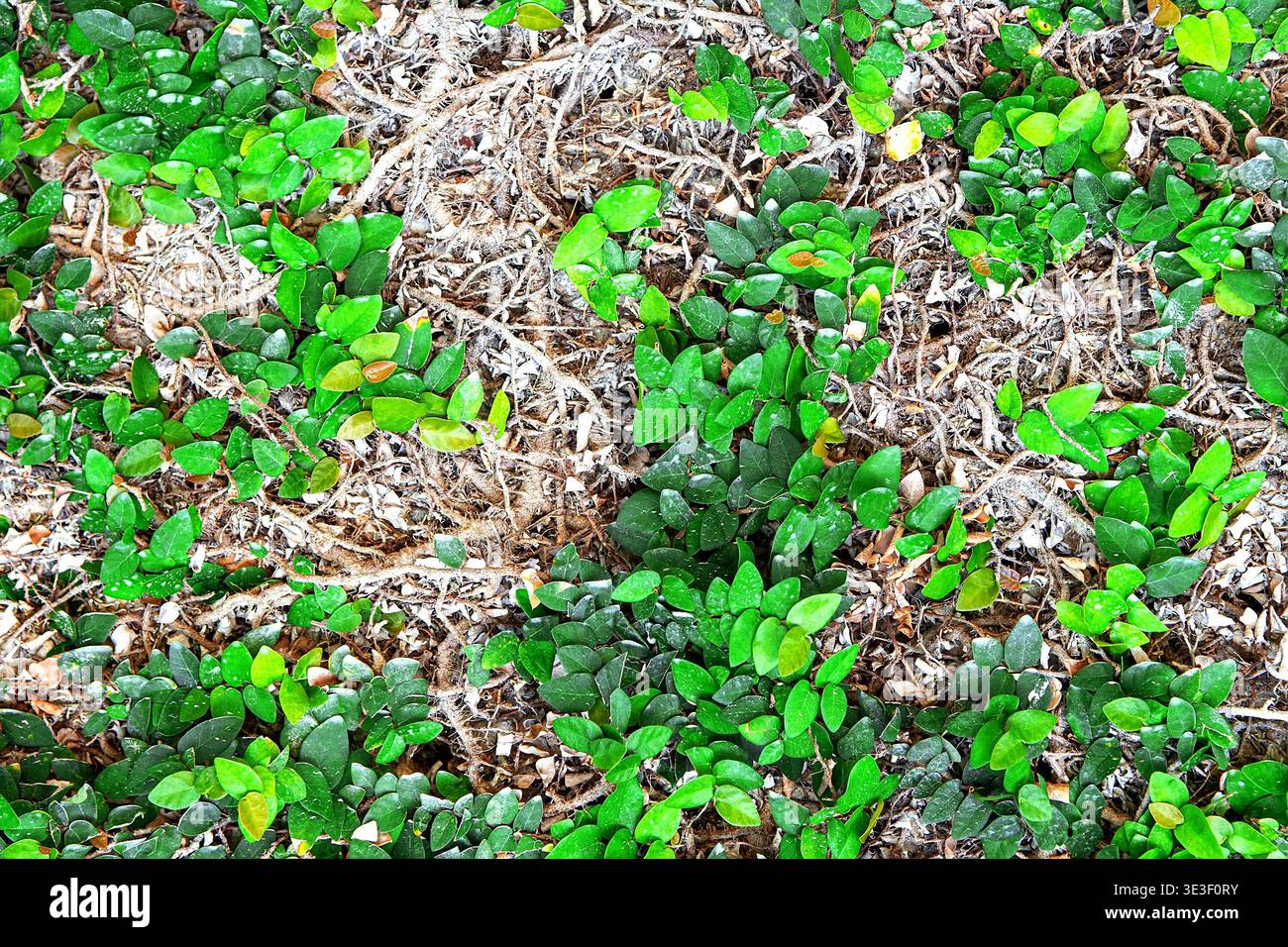 Tapis dense de figue rampante de Ficus pumila avec de petites feuilles juvéniles en forme de cœur s'étendant sur les racines et le sol. Vigne grimpante Evergreen utilisée comme groun Banque D'Images