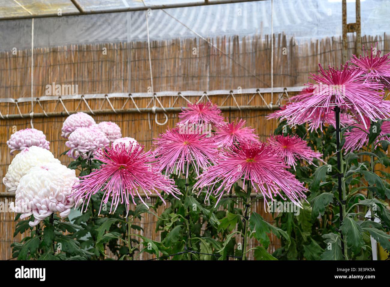 Fleurs de chrysanthème d'araignée exposées lors d'une exposition florale - Kawasaki, Kanagawa, Japon - 11 novembre 2025 Banque D'Images