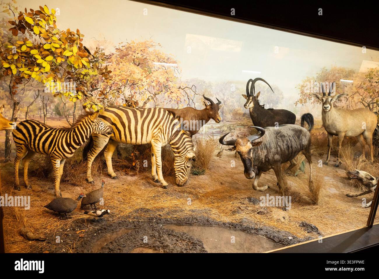 Musée des sciences naturelles de Durban, Durban, Afrique du Sud Banque D'Images